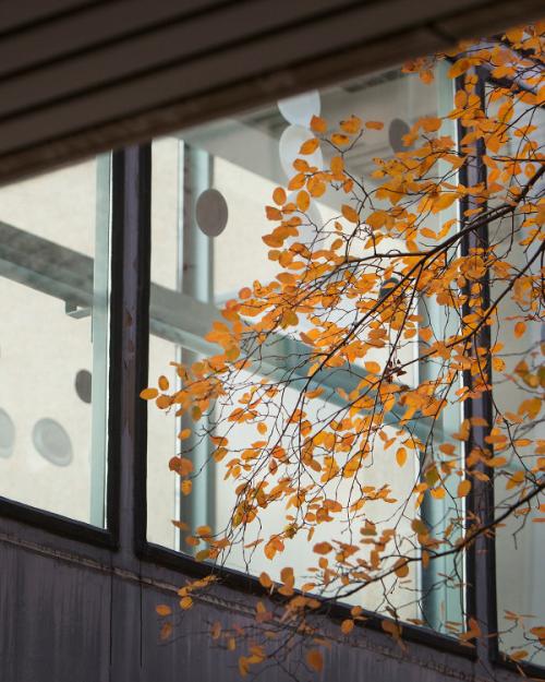Tree branches bearing yellow leaves in front of an illuminated window